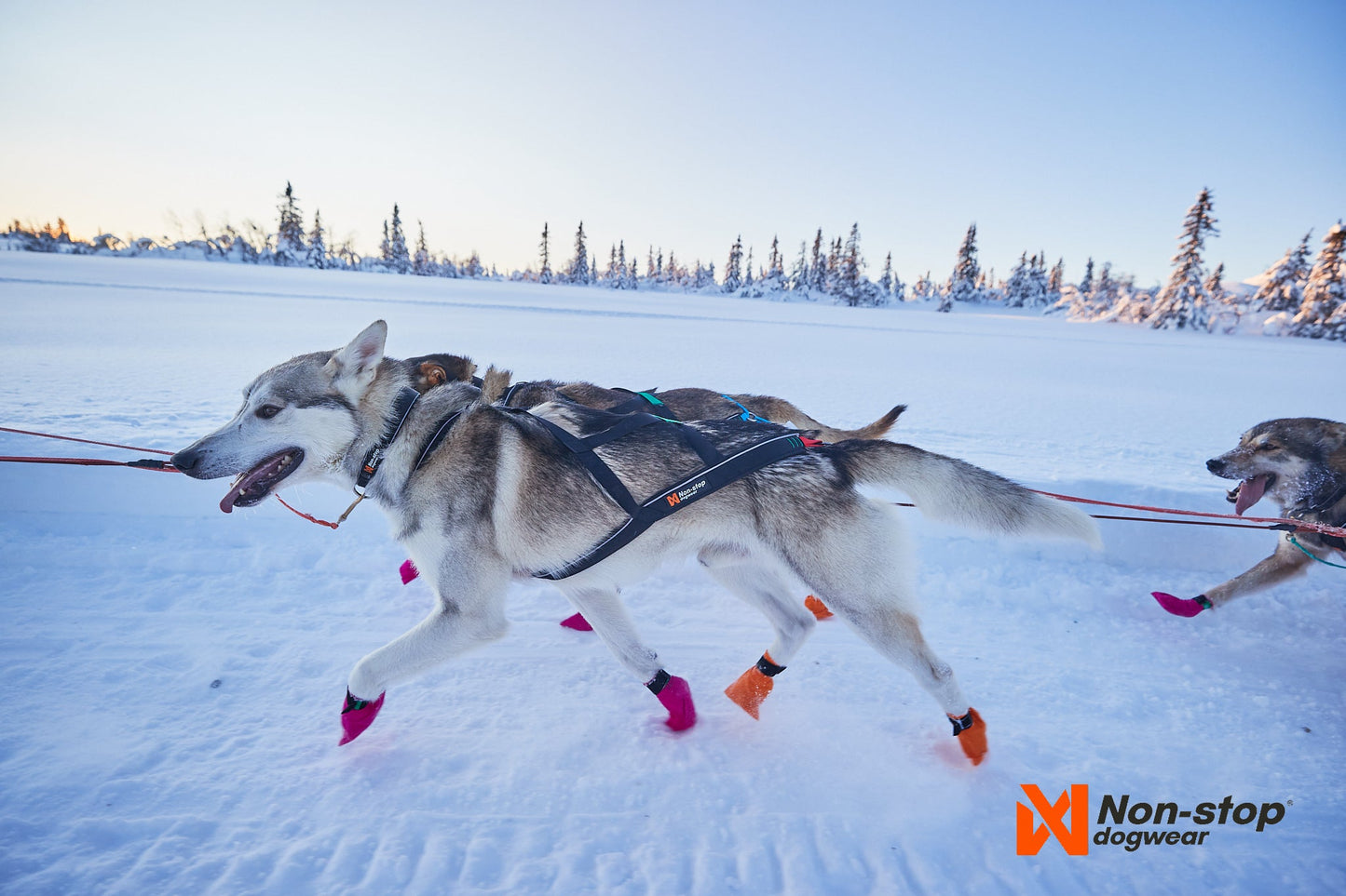 Arnés non-stop mushing