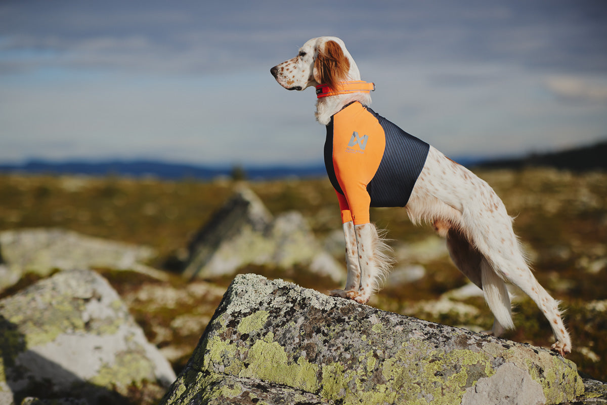 Non-stop dogwear Protector t-shirt– Camiseta Protectora para Perros