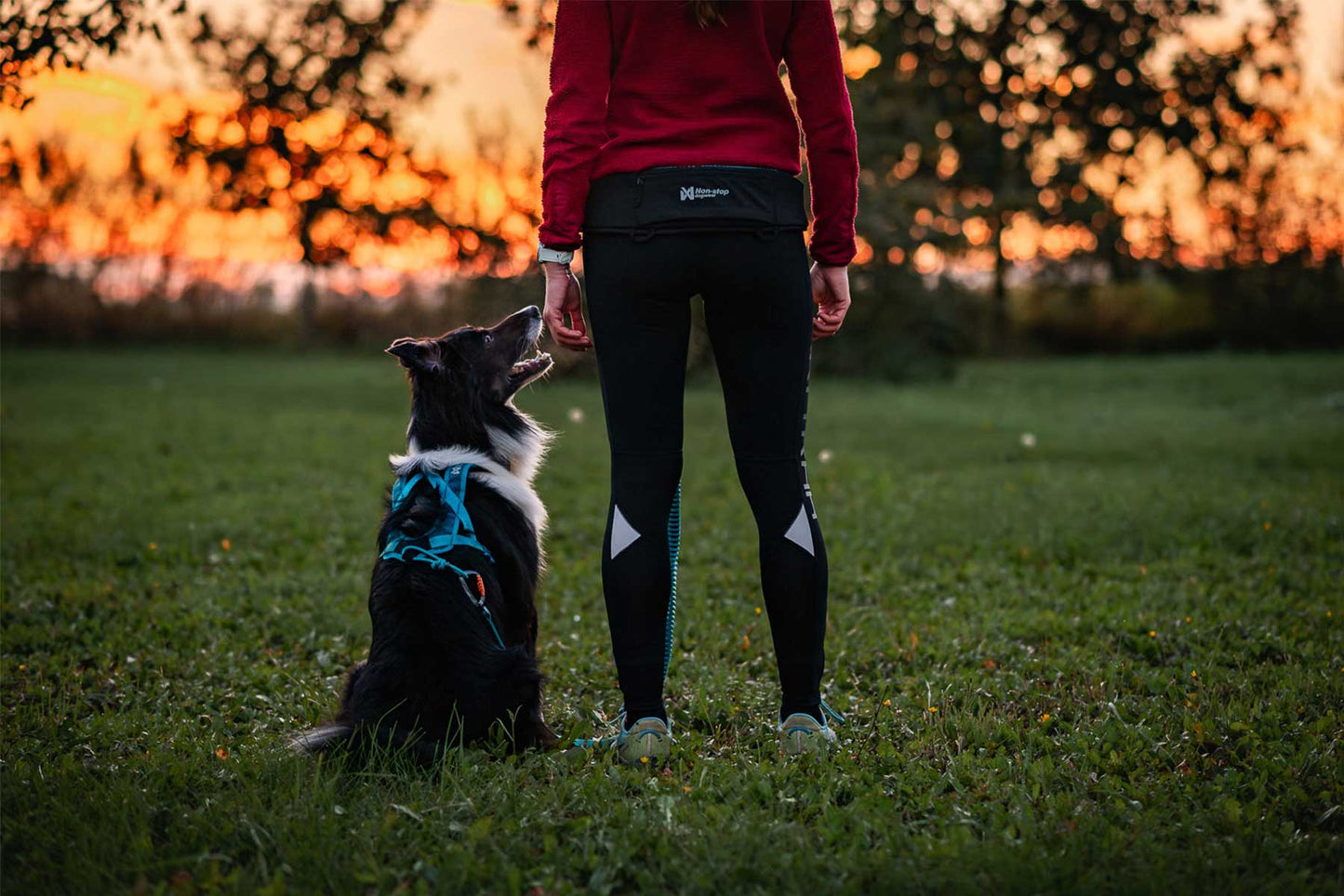 Border collie con arnés mirando a una chica