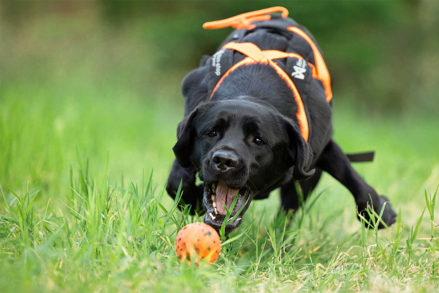 Labrador negro jugando con una pelota naranja