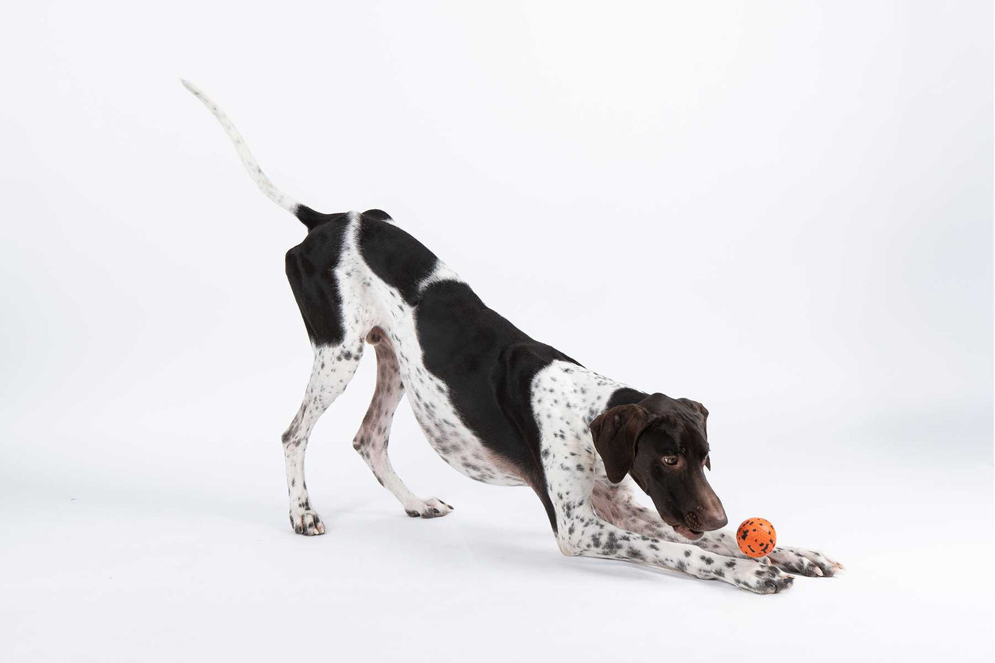 Braco alemán jugando con una pelota