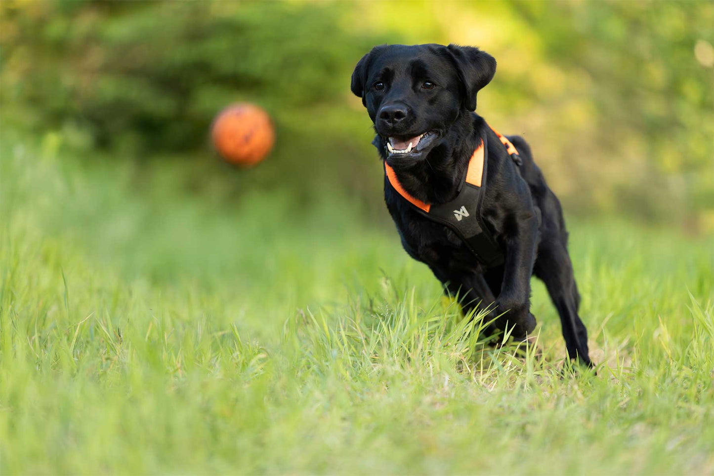 Labrador negro persiguiendo una pelota naranja