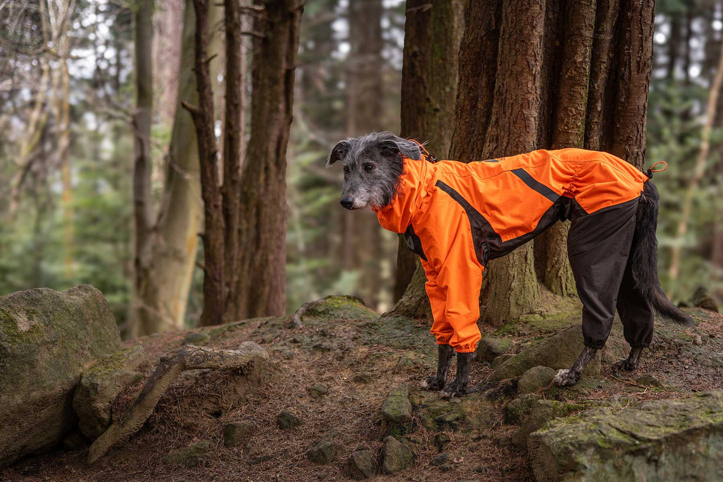 Perro en la montaña con impermeable completo Fjord raincoat overall Non-stop dogwear