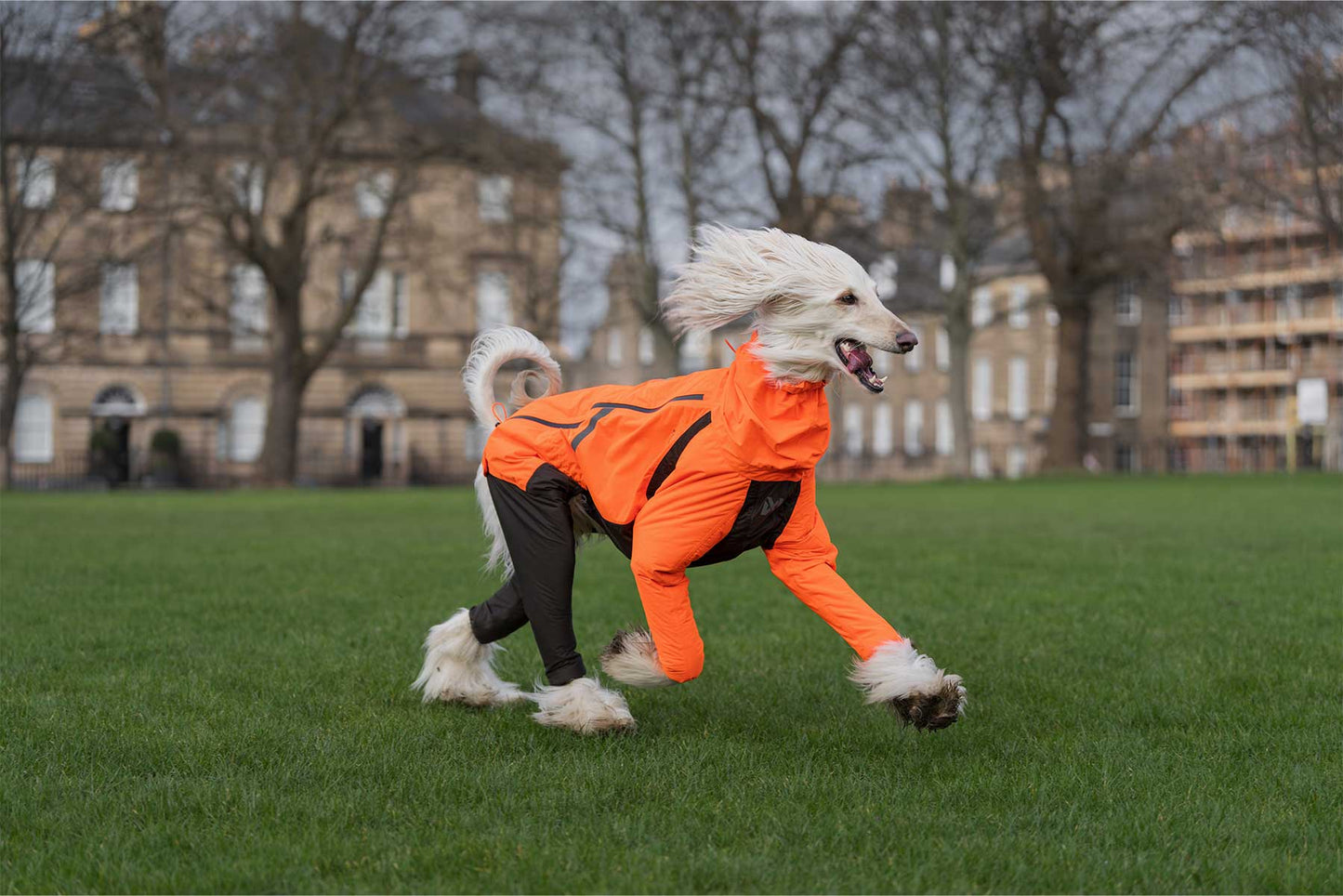 Galgo afgano corriendo libre sobre la hierba con un impermeable de cuerpo completo Non-stop dogwear