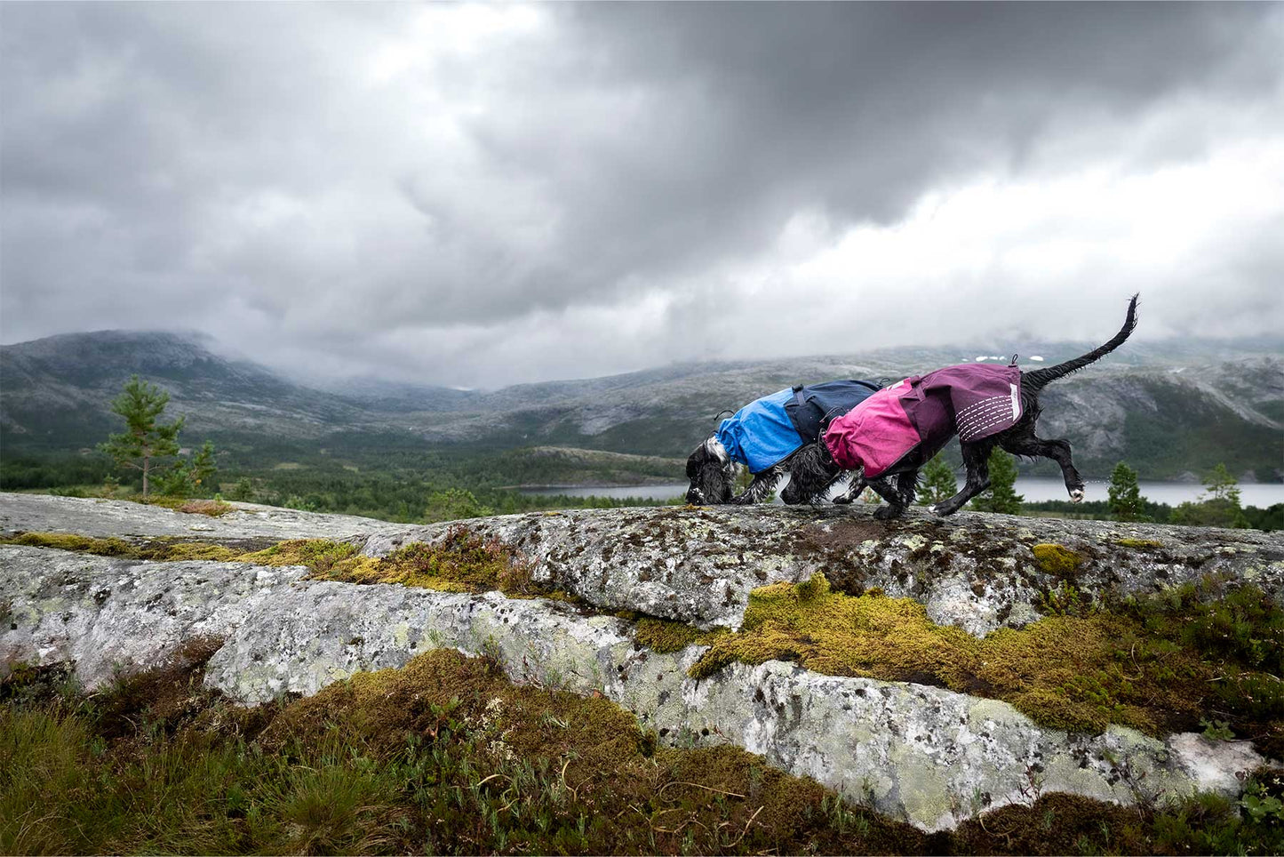 dos perros de tamaño mediano paseando sueltos por la montaña bajo la lluvia