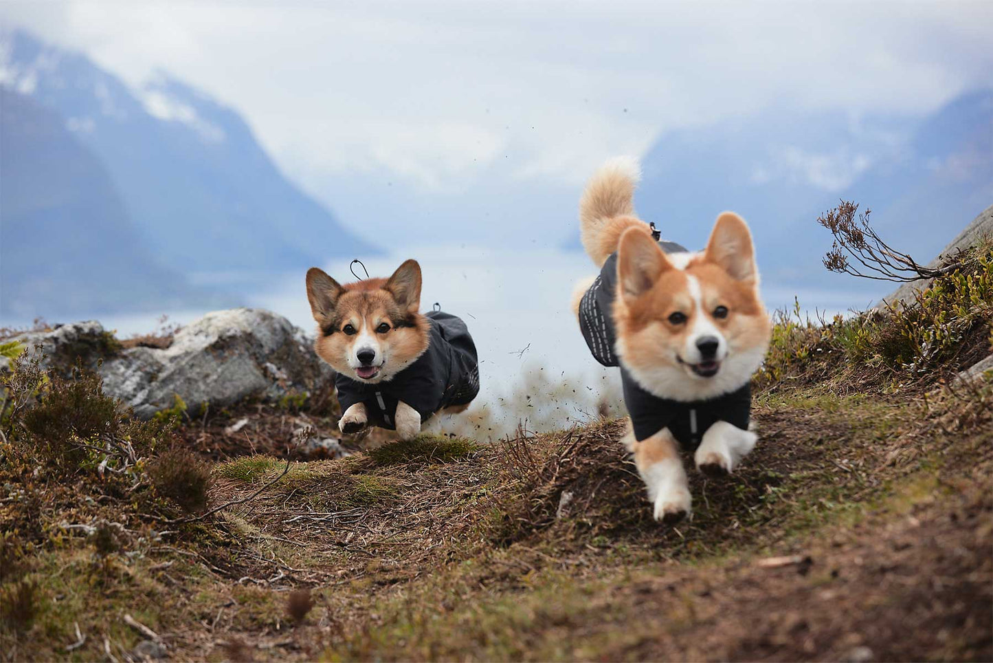 Dos perros pequeños corriendo con un impermeable por la montaña