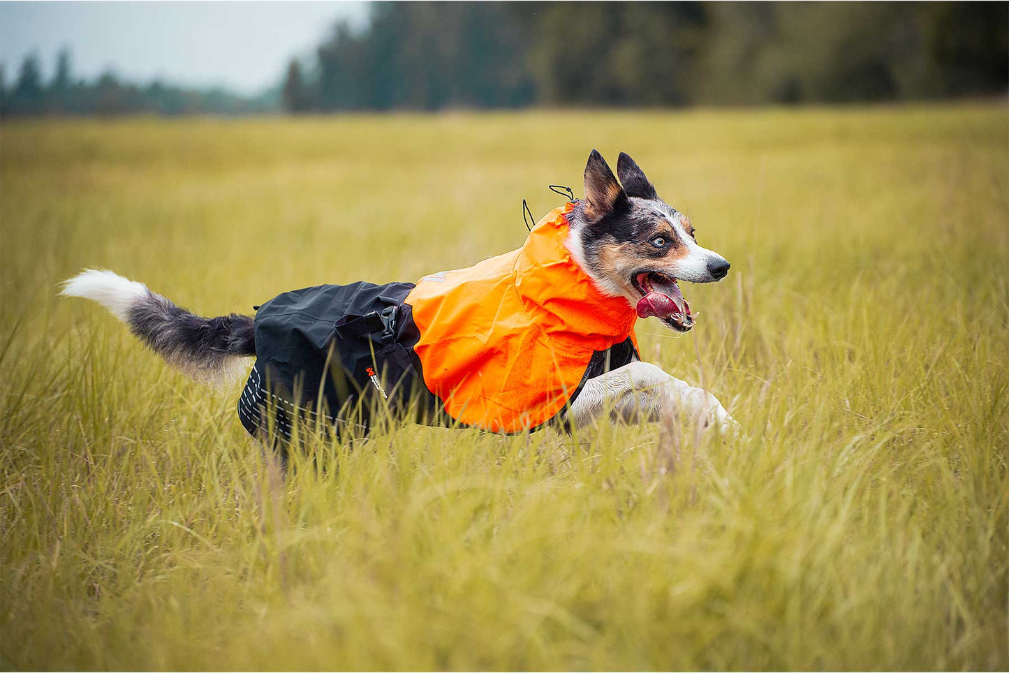 Border collie corriendo por el pasto con un impermeable naranja