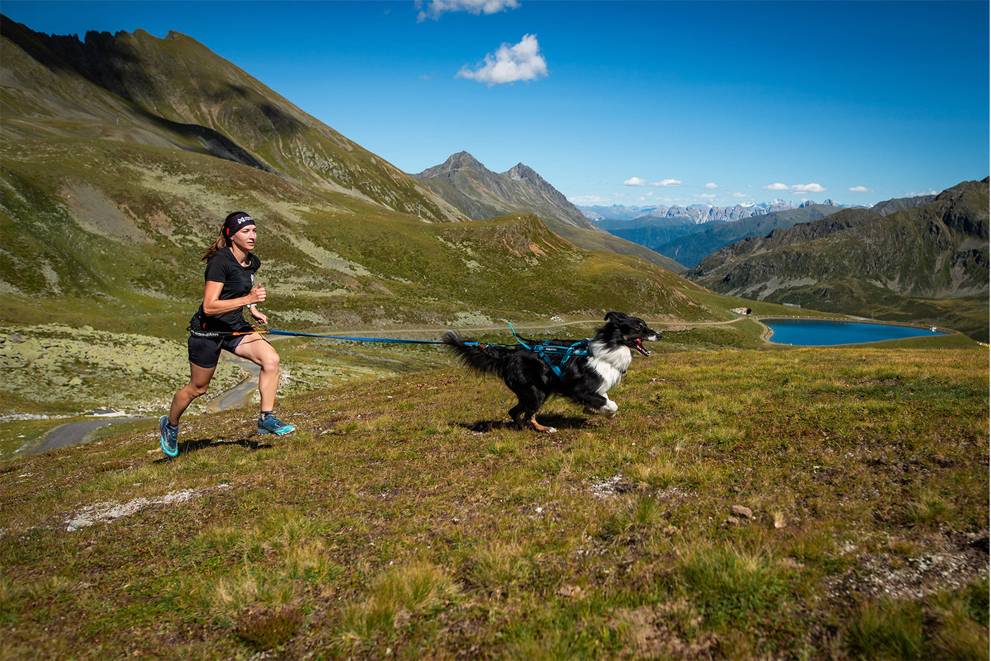 Non-stop dogwear Freemotion 5.0. – Arnés de Tiro Ajustable para Perros