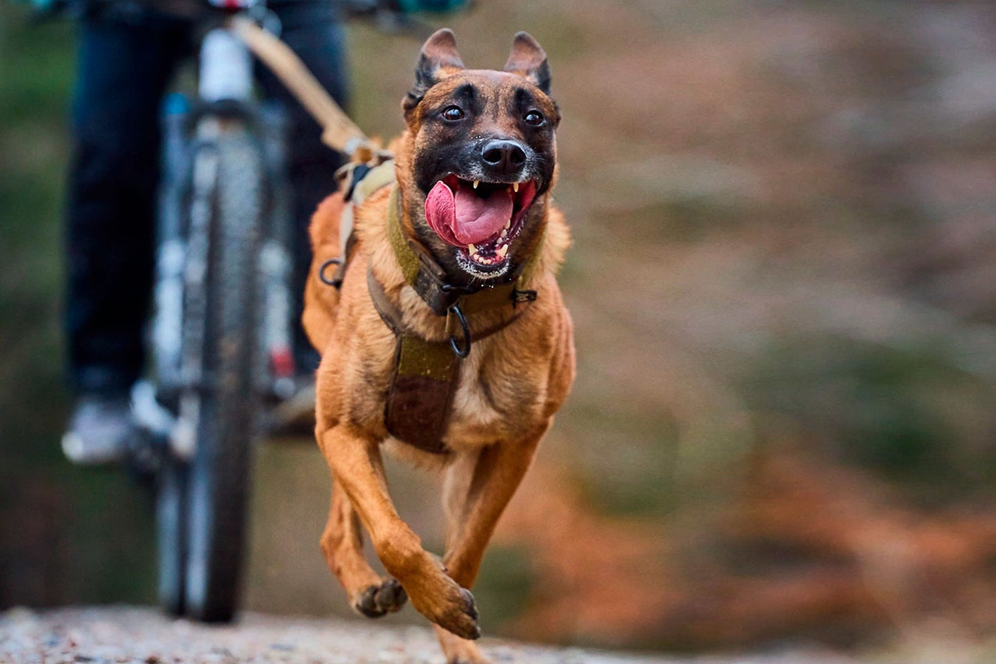 Malinois corriendo bikejoring Freemotion harness WD
