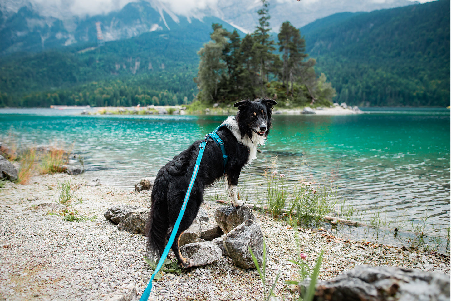 Non-stop dogwear Line Harness 5.0 Arnés de paseo ergonómico, cómodo y ajustable