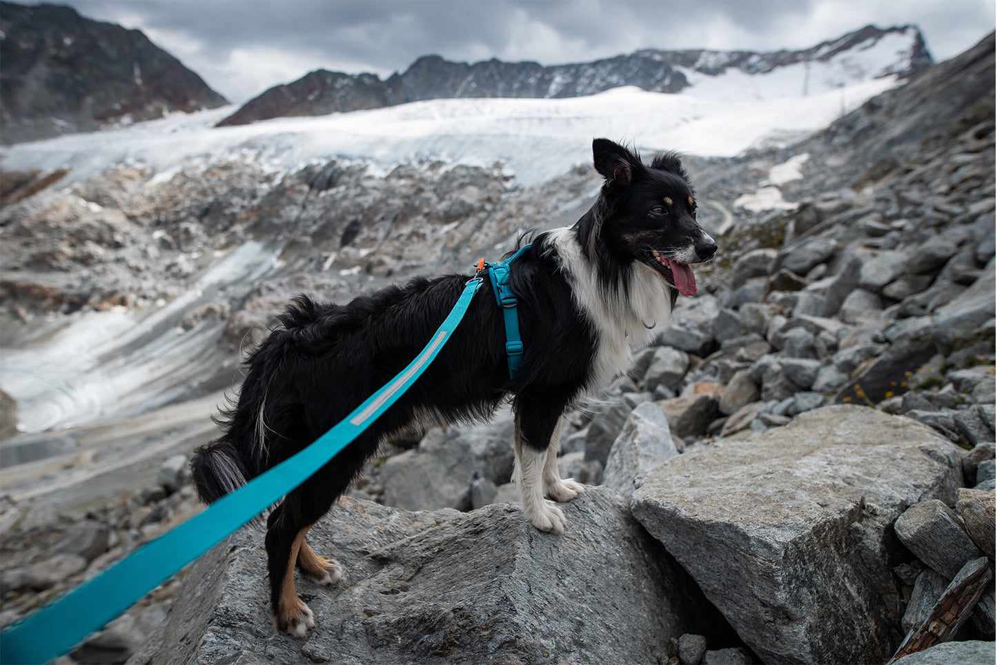 Non-stop dogwear Line Harness 5.0 Arnés de paseo ergonómico, cómodo y ajustable