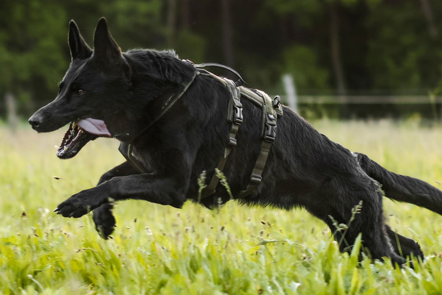 Non-stop dogwear Line harness long WD pastor alemán negro corriendo