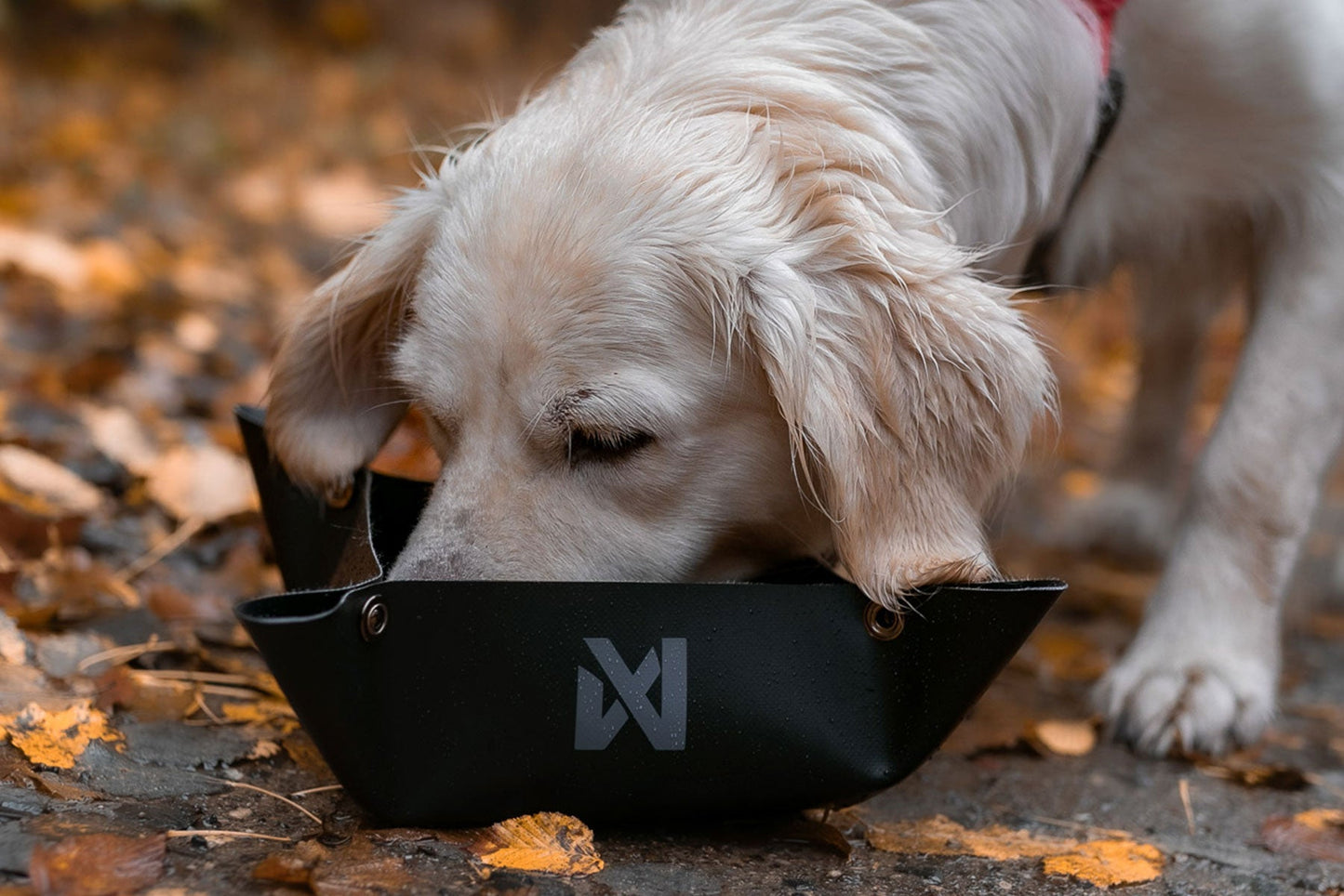 Perro comiendo en Trekking bowl Non-stop dogwear