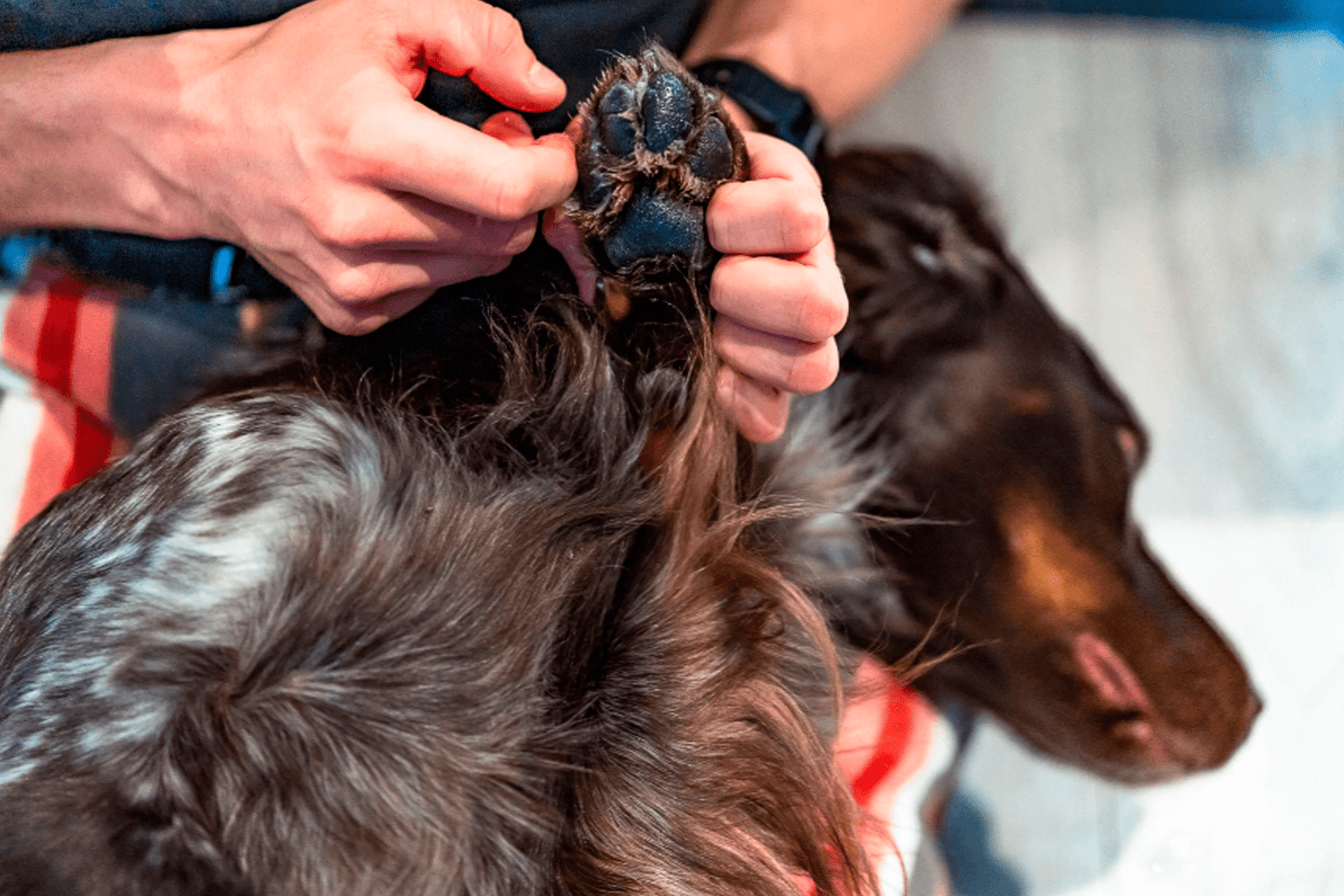 Non-stop dogwear Paw care – Crema Natural para Patas de Perro en Colombia