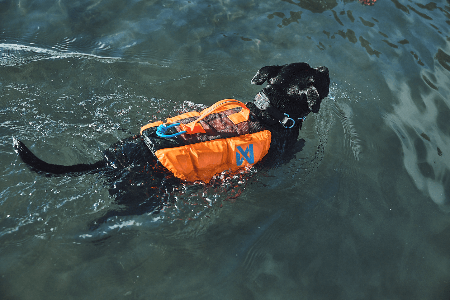 Protector life jacket Pitbull