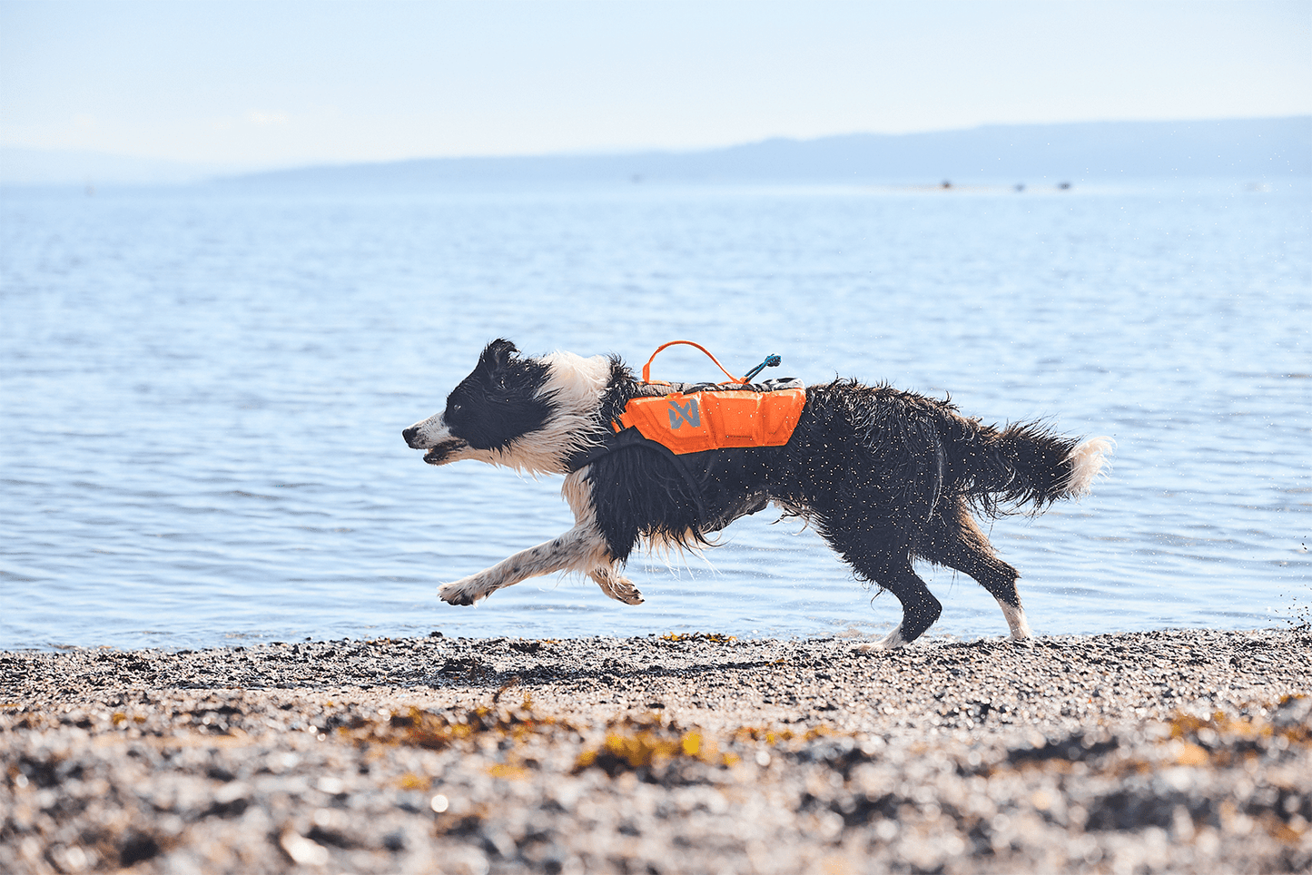 Protector life jacket border collie