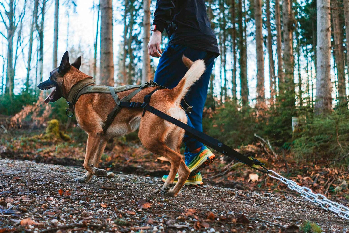 Malinois entrenamiento de fuerza