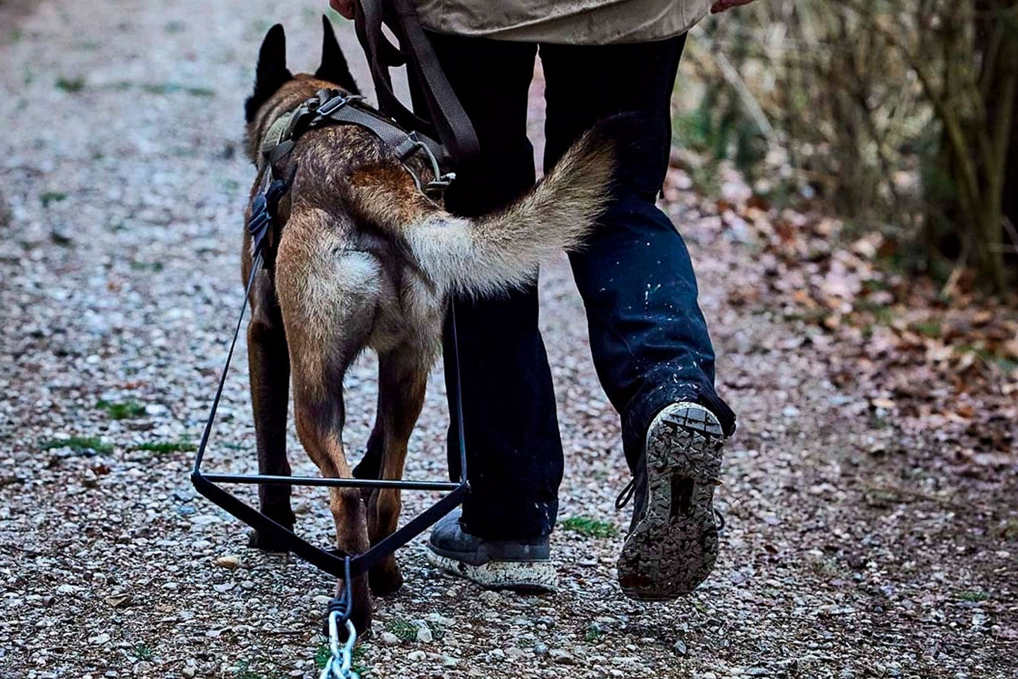 Malinois entrenamiento de fuerza