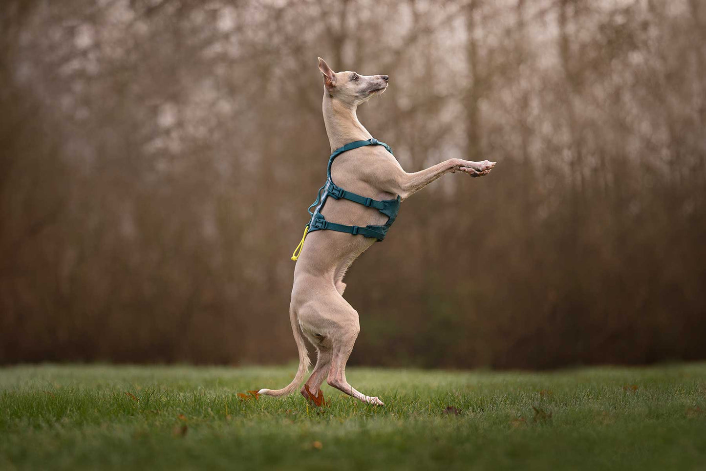 Whippet a dos patas con el Ramble harness long turquesa de Non-stop dogwear