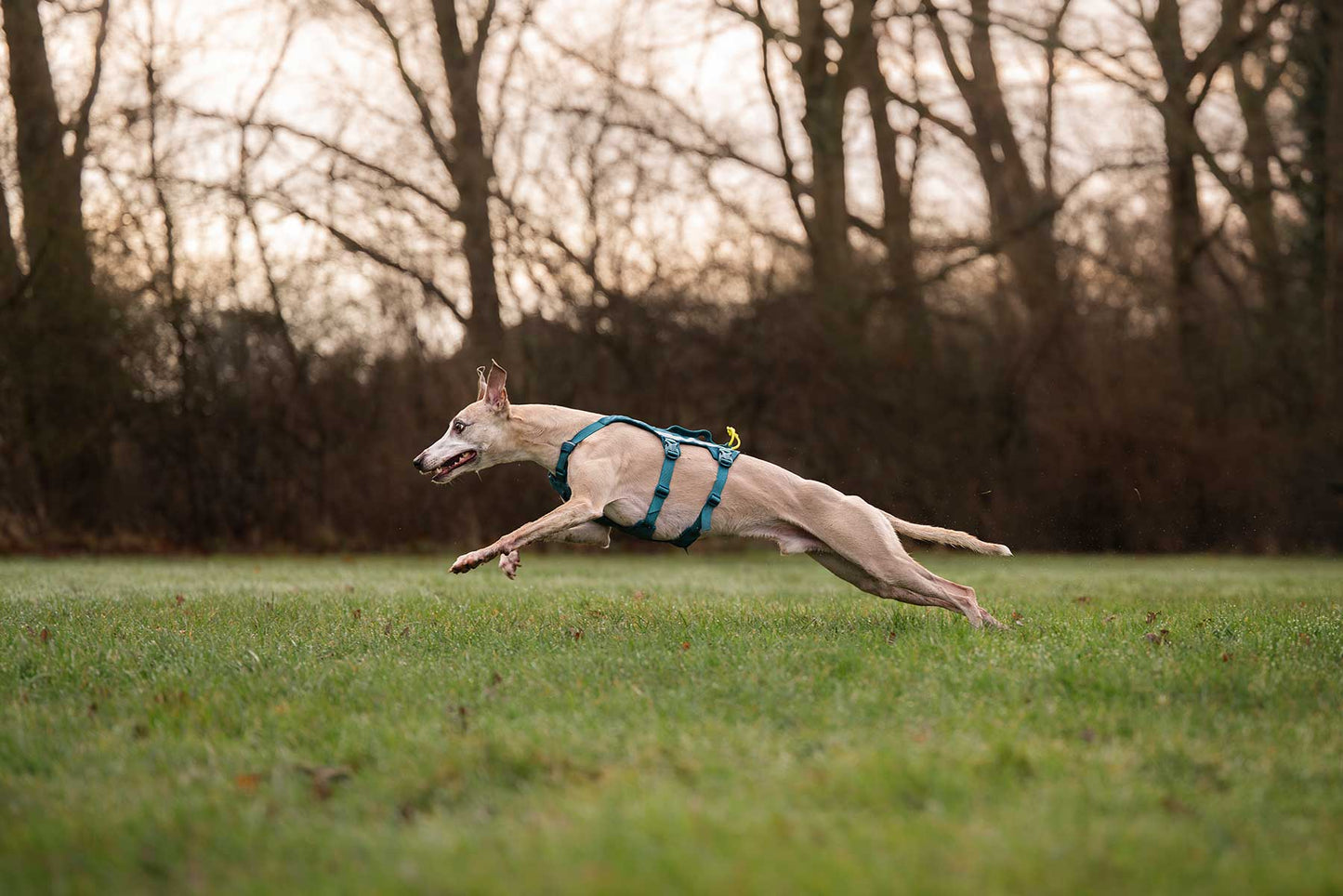 Whippet de lado corriendo con el Ramble harness long de Non-stop dogwear