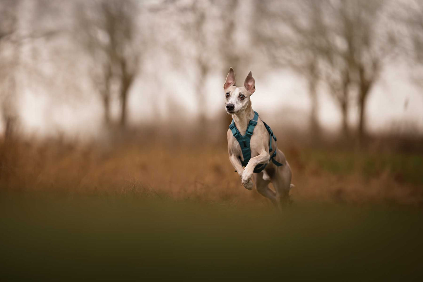 Whippet de frente corriendo con el Ramble harness long de Non-stop dogwear