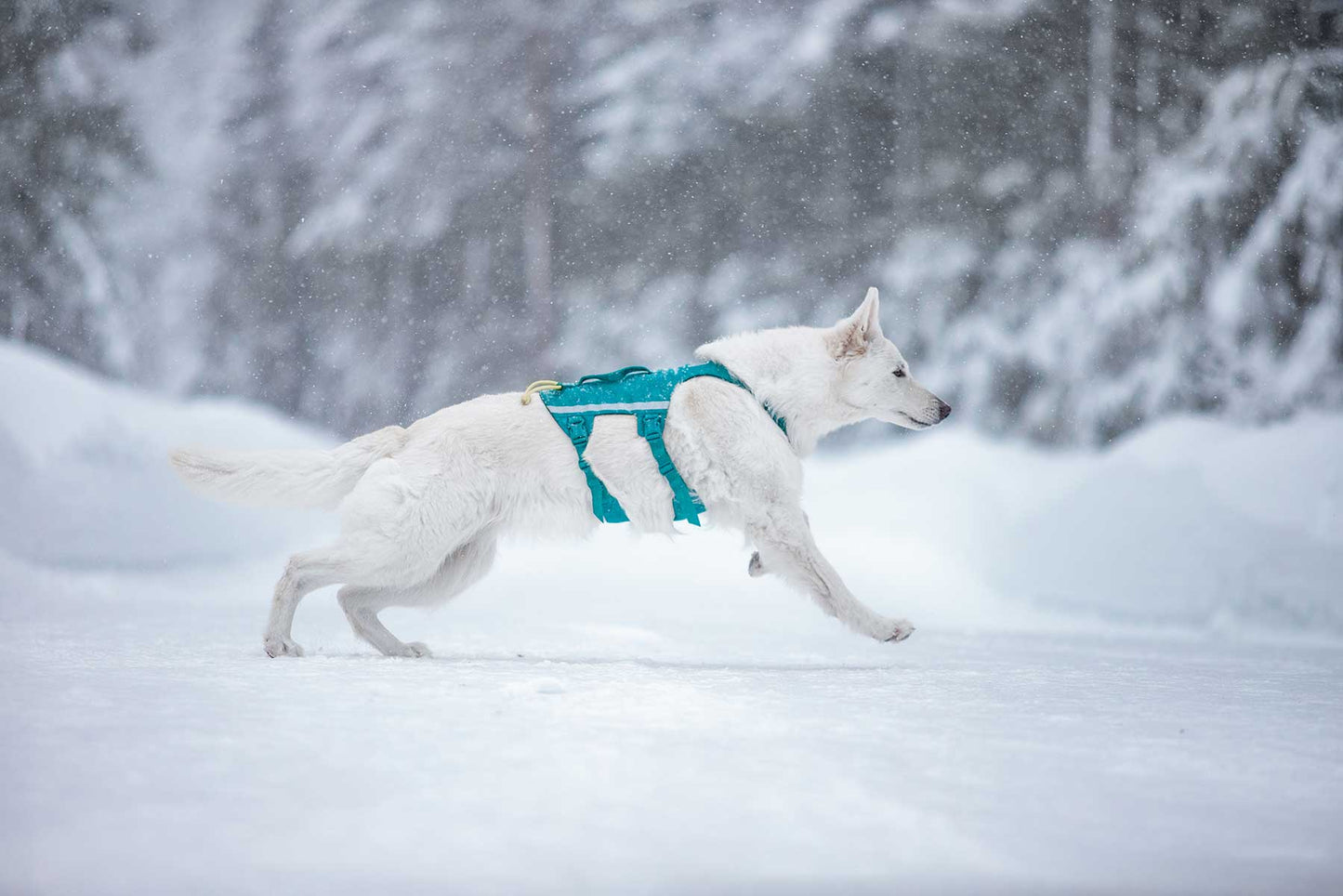 Pastor suizo corriendo de lado en la nieve
con el Ramble harness long de Non-stop dogwear