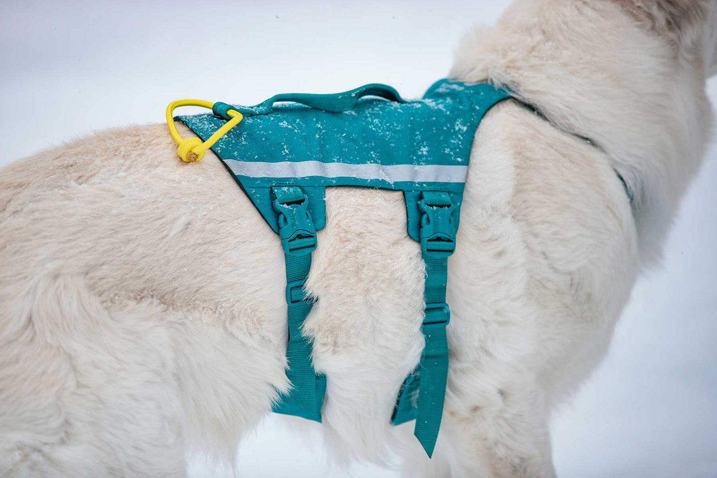 Ramble harness long de cerca utilizado en un perro Pastor Suizo