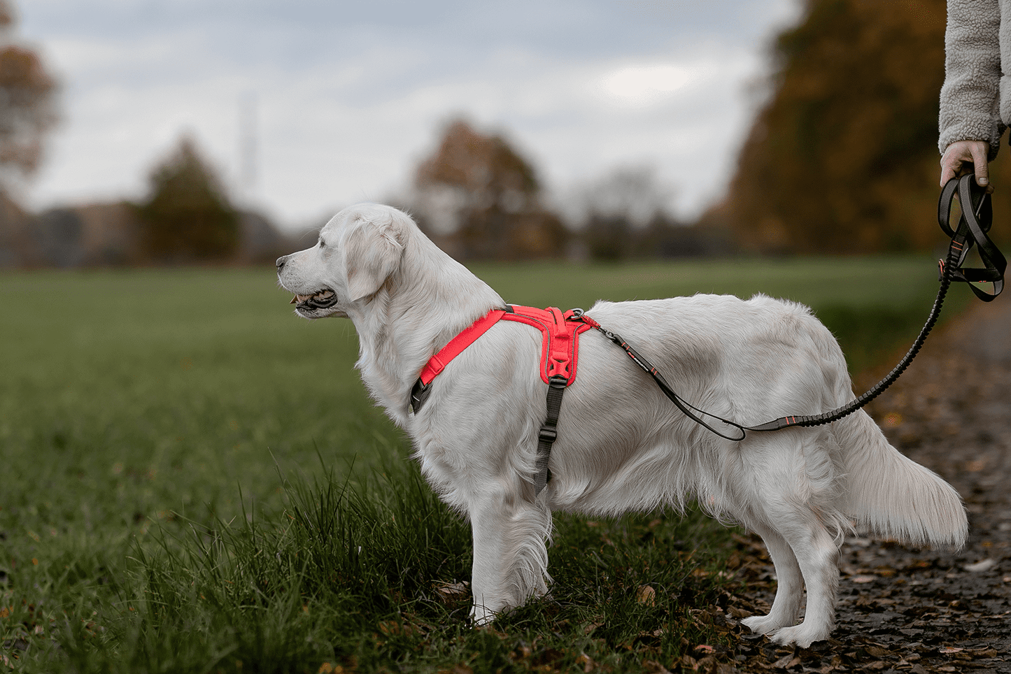 Non-stop dogwear Ramble harness – Arnés Ajustable y Versátil para Perros en Colombia