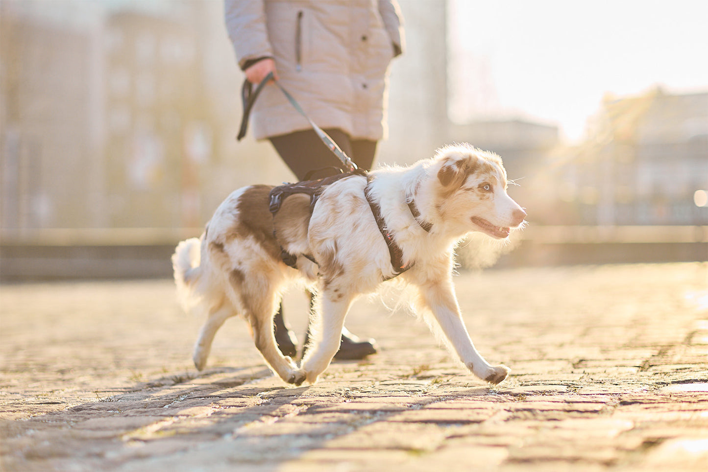 Rock harness long Non-stop dogwear