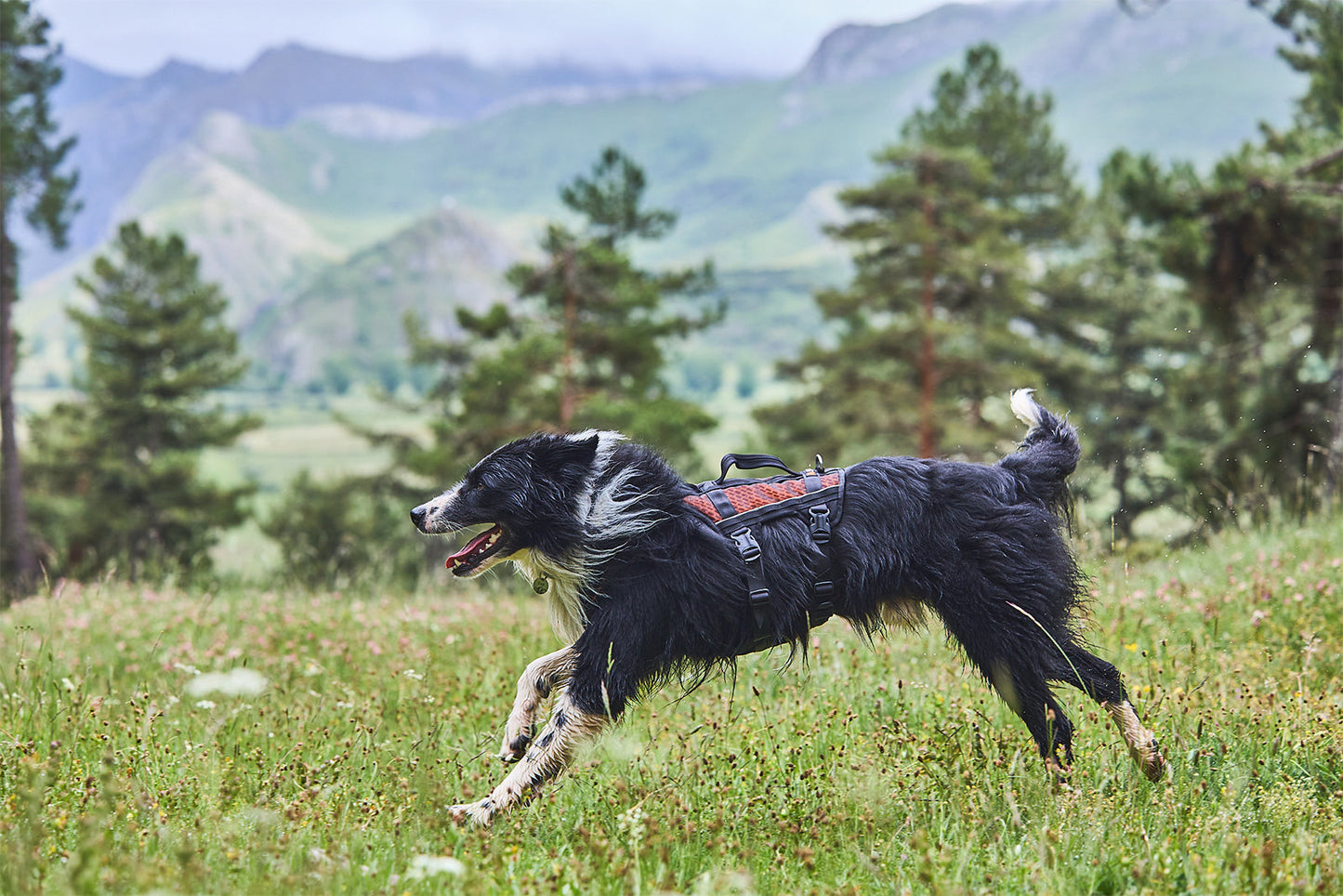 Zar de Manuel Merillas Rock harness long