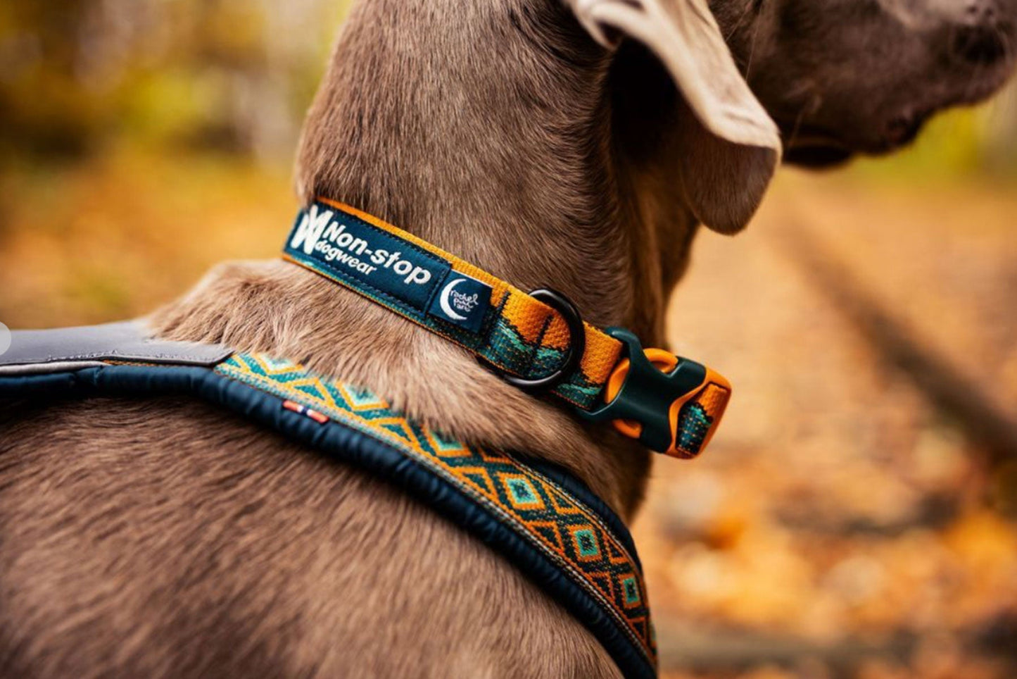 Trail quest collar Rachel Pohl Weimar