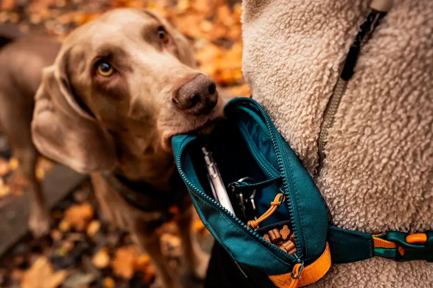 Riñonera Trail quest fanny pack Non-stop dogwear turquesa braco de weimar