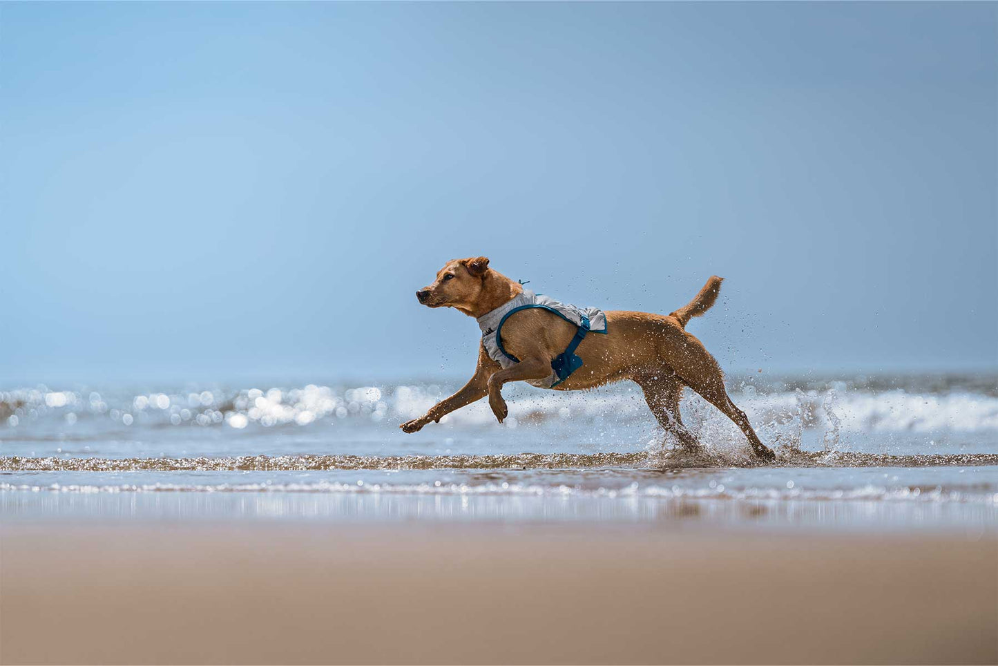 Perro corriendo en la orilla de la playa con el Non-stop-dogwear cooling vest
