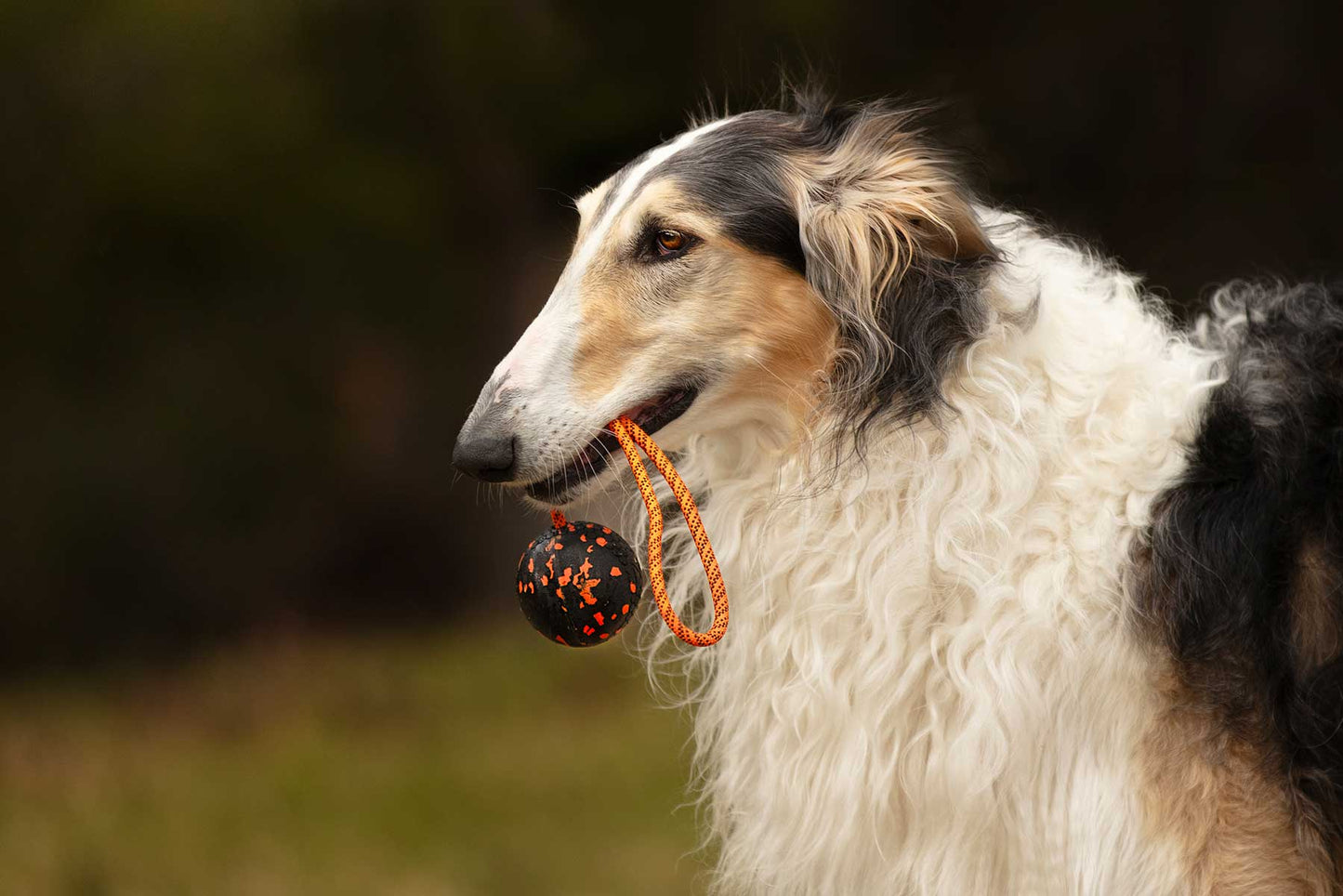 Galgo afgano con pelota negra con cuerda Non-stop dogwear