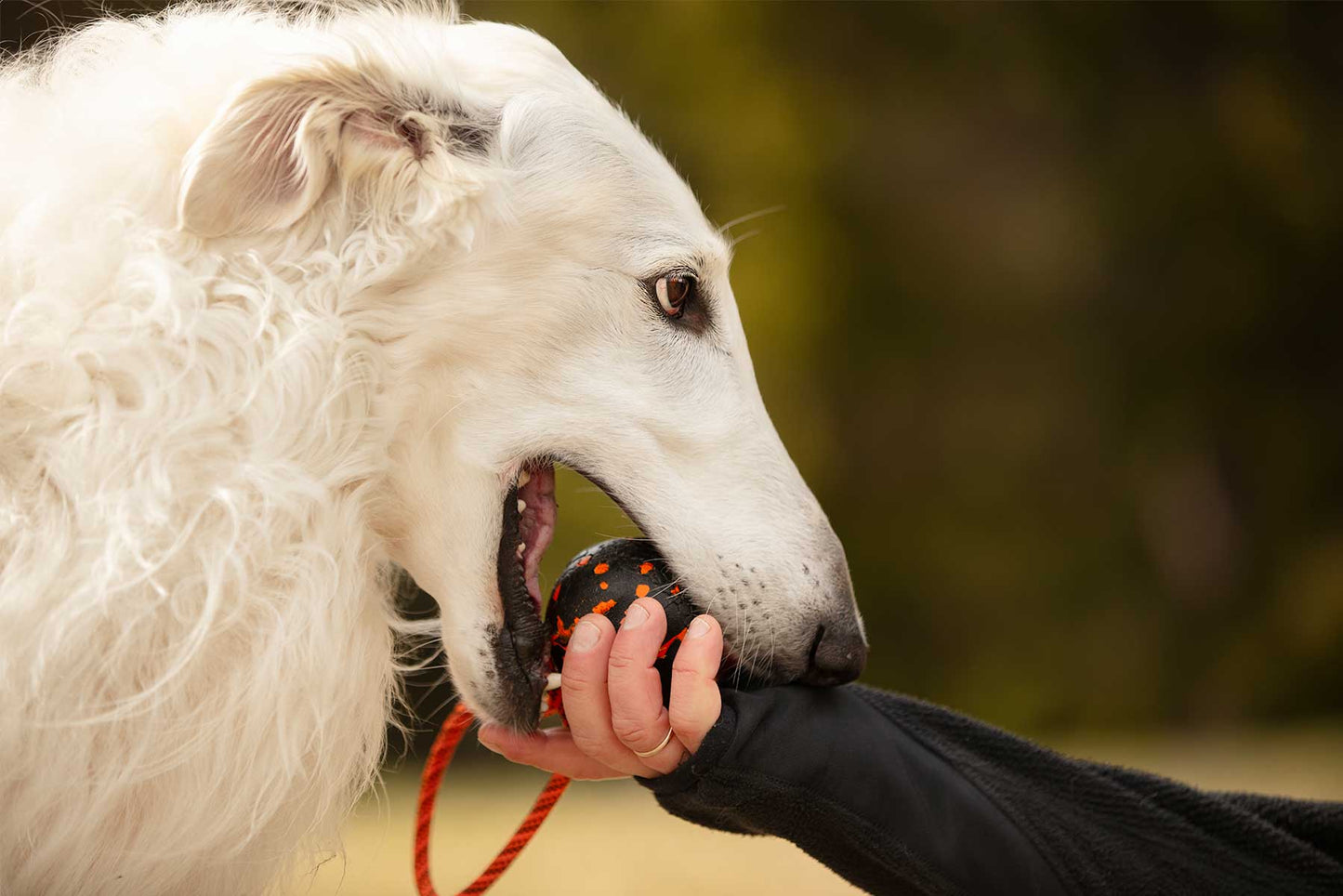 Galgo afgano blanco jugando con pelota con cuerda de Non-stop dogwear