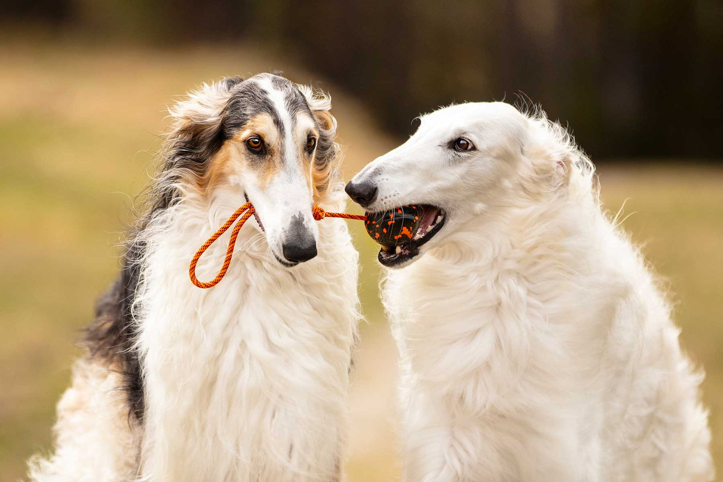 Dos galgos afganos jugando con una pelota con cuerda de non-stop dogwear