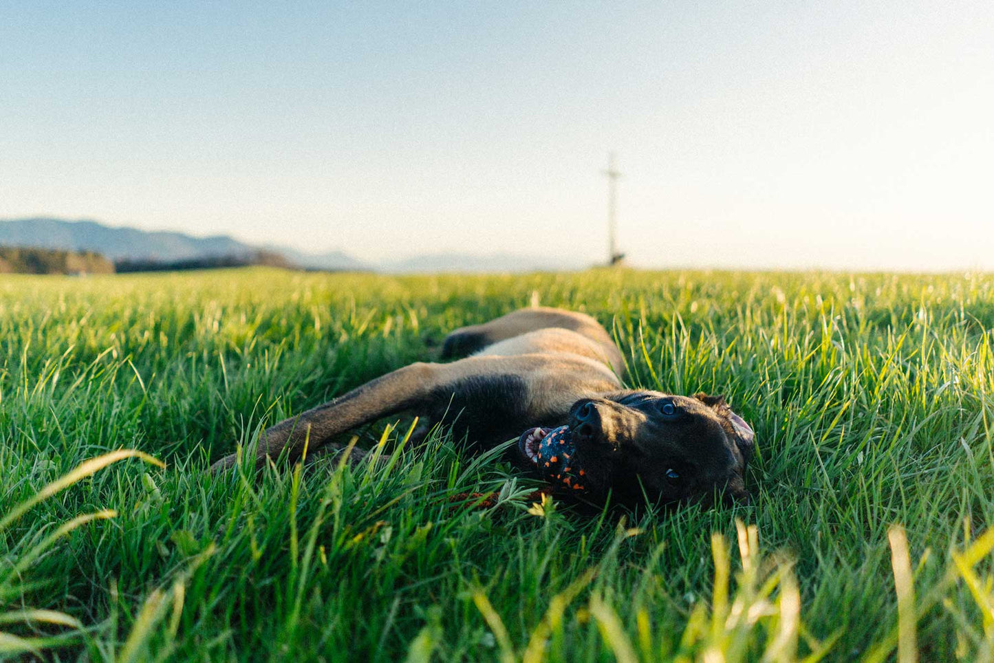 Pastor Belga Malinois tumbado en el pasto con pelota con cuerda