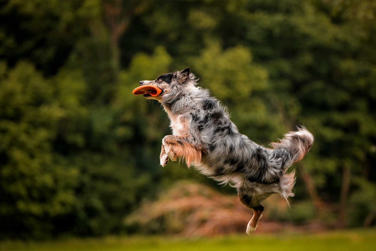 Perro volando para coger el Frisbee Dog flying disc de Non-stop dogwear