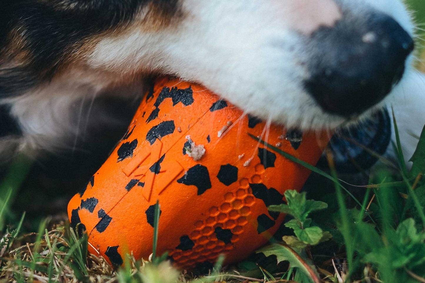 Perro mordiendo juguete para sacar comida