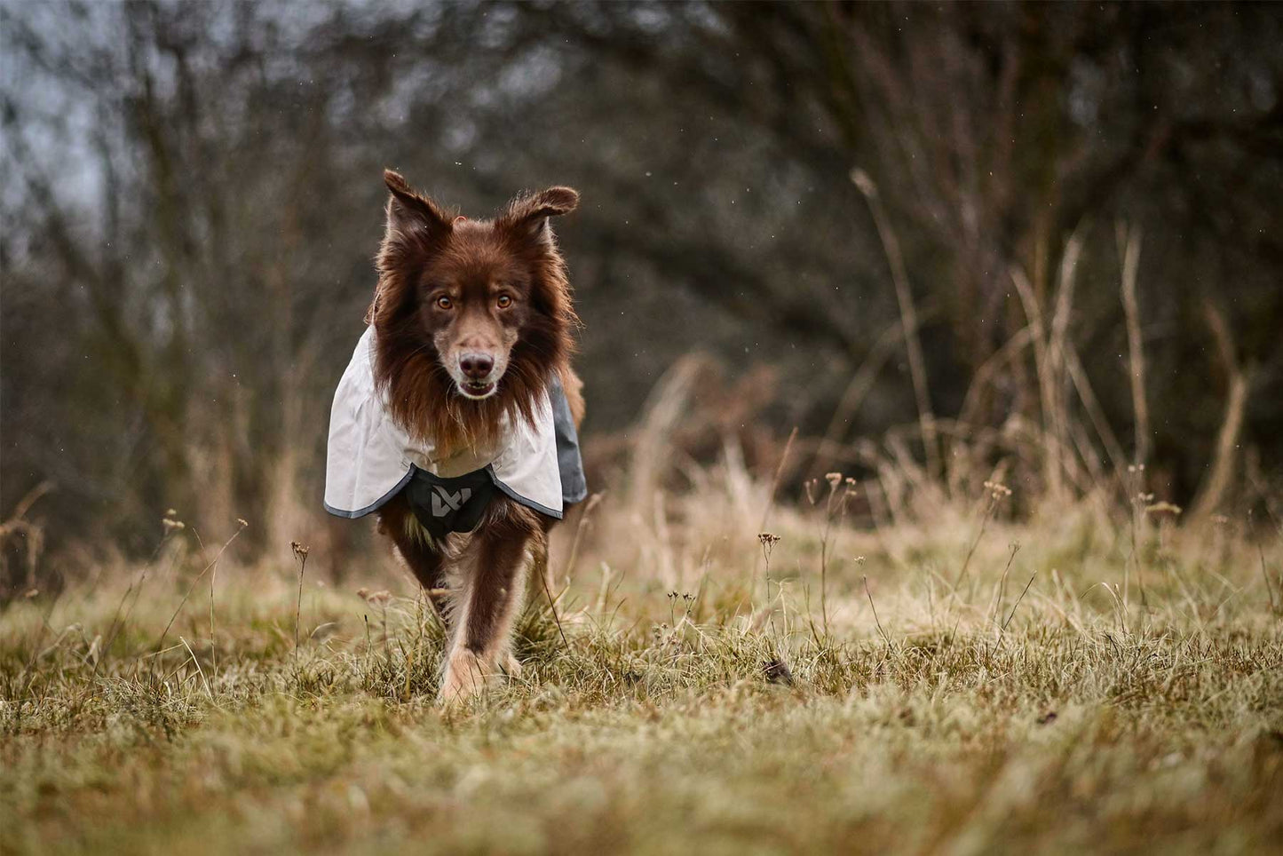 Perro atento con el Non-stop dogwear Fjord raincoat 2.0 gris