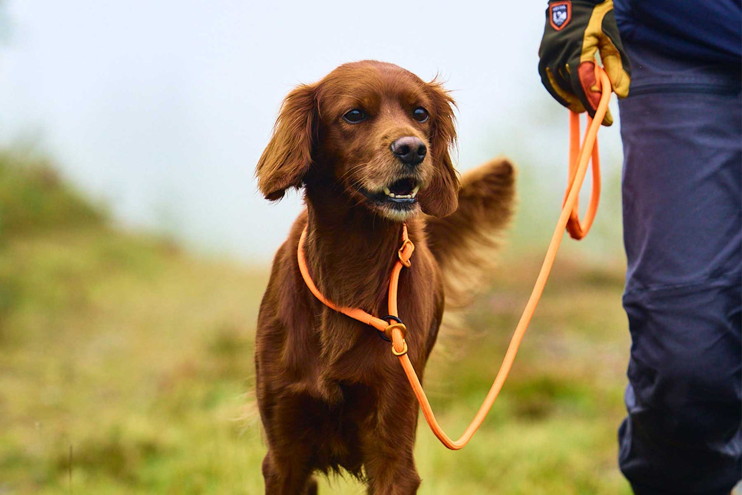 Perro atado utilizando la Non-stop-dogwear retriever leash naranja