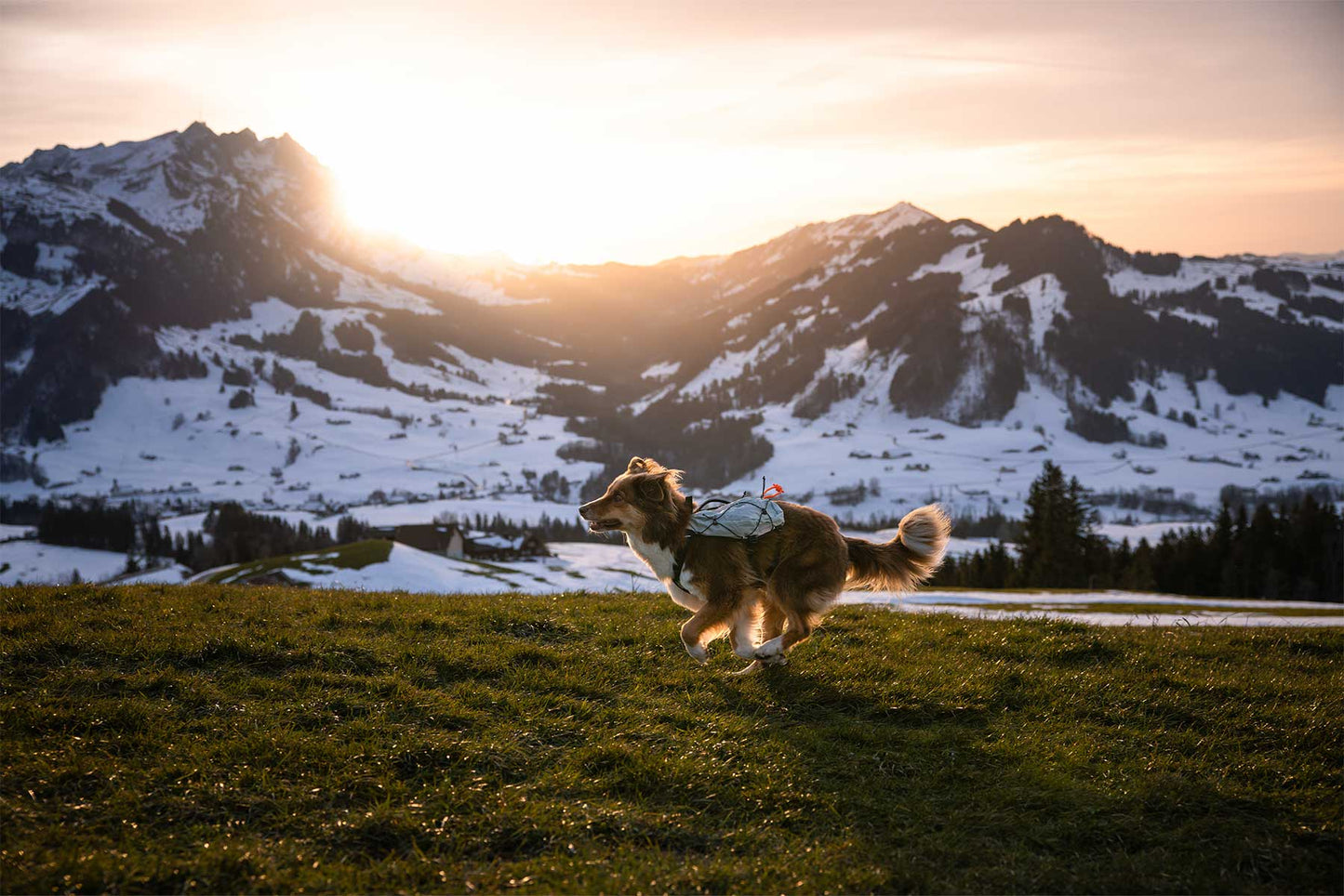 Perro corriendo libremente con las montañas nevadas de fondo, llevando unas alforjas de Non-stop dogwear