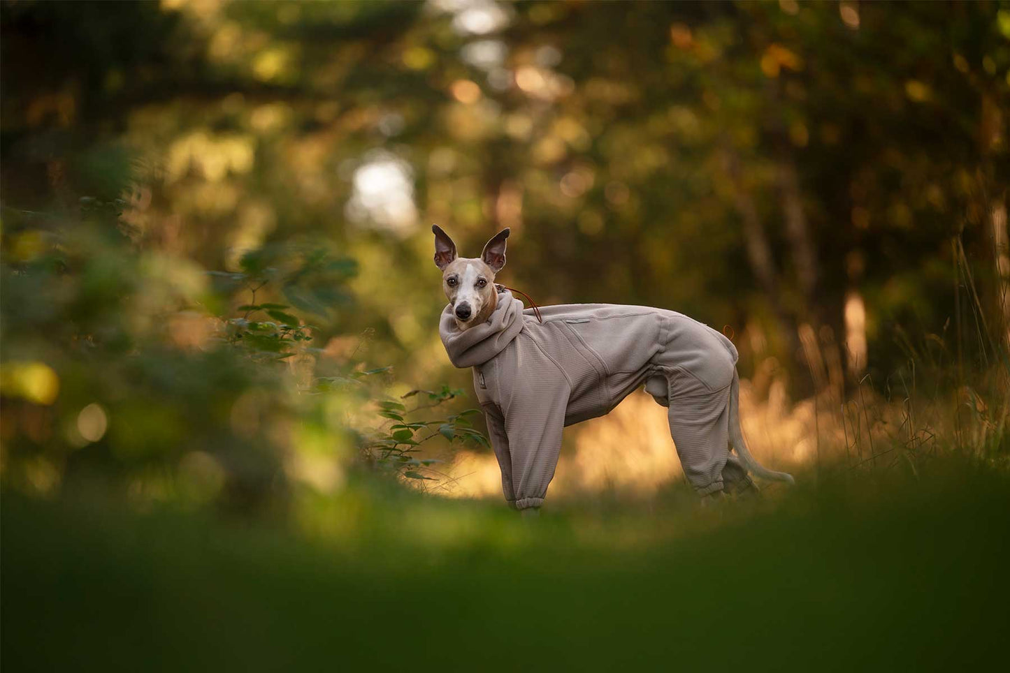 Perro utilizando el Trail quest fleece overall Non-stop dogwear