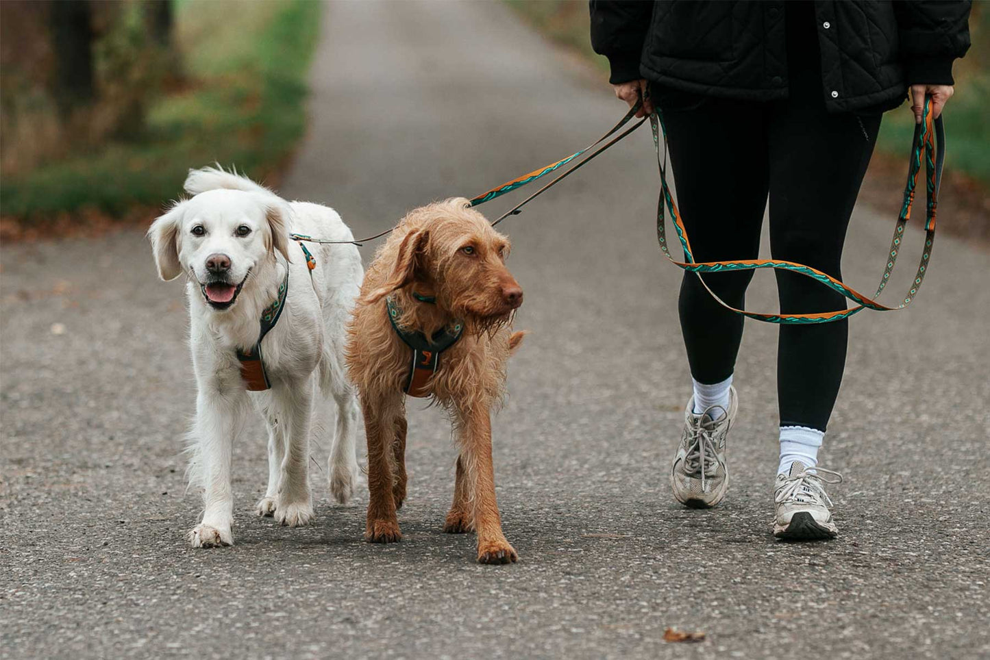 Dos perros paseando atados con arnés y la correa Trail quest leash de Non-stop dogwear