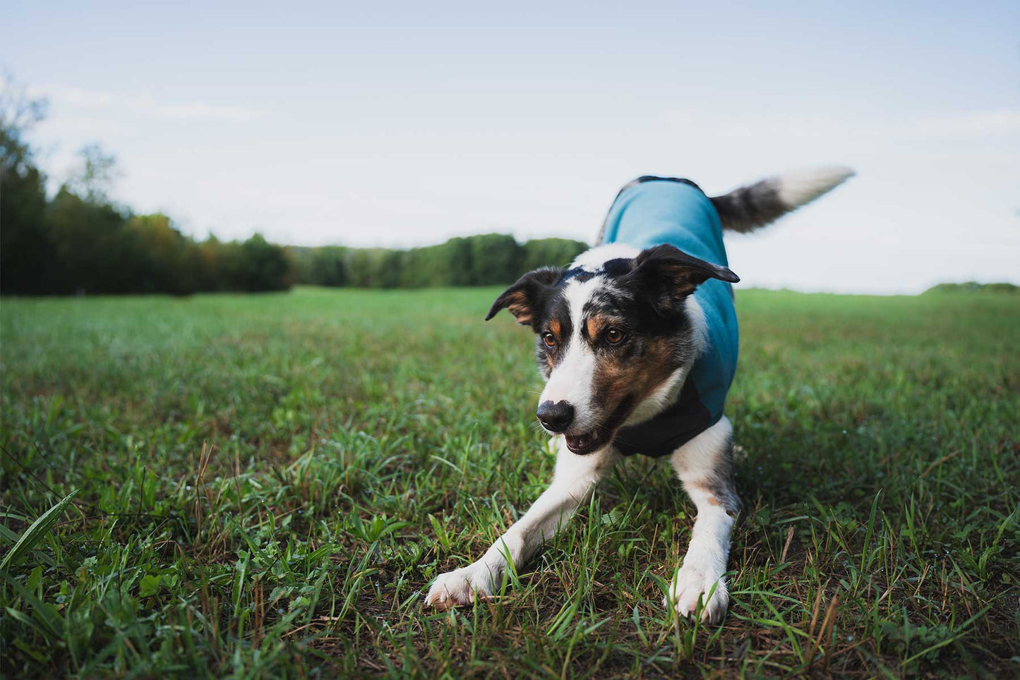 Perro jugando con forro polar Non-stop dogwear Trail quest fleece pullover