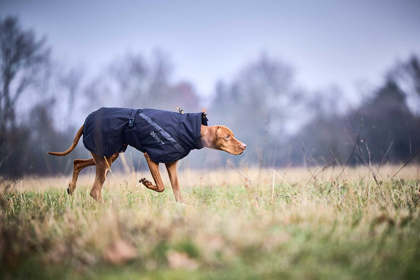 Perro olfateando con un abrigo negro Non-stop dogwear trekking insulated dog jacket