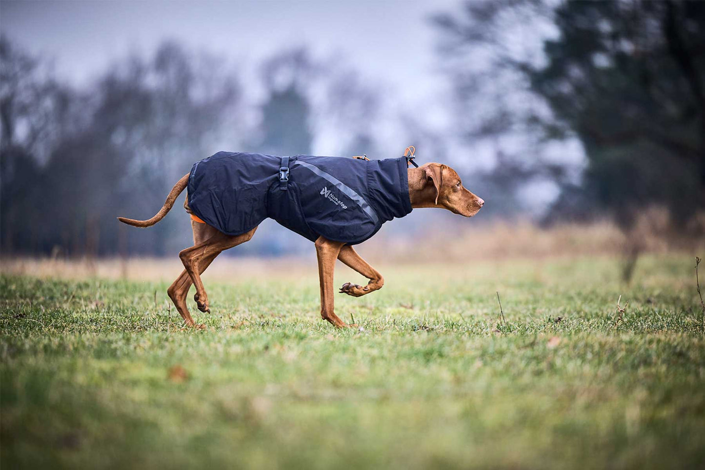 Perro en posición de muestra con un abrigo negro Non-stop dogwear trekking insulated dog jacket