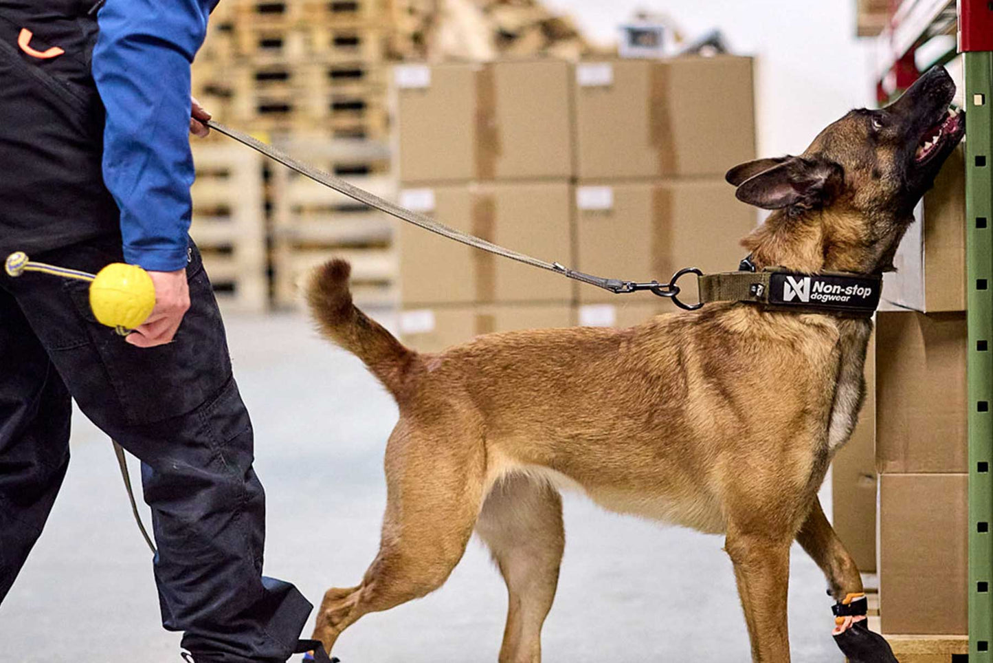 Perro trabajando utilizando el Solid collar WD de Non-stop dogwear