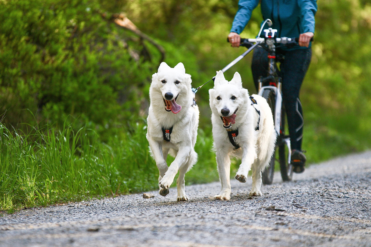 Bikejoring pastores suizos