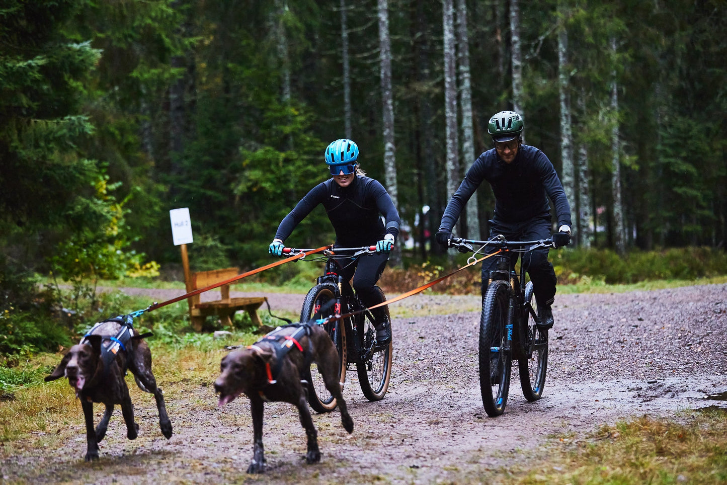 Bikejoring greyster
